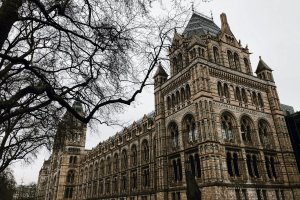 The Natural History Museum in London's terracotta Romanesque facade and towers, framed by bare tree branches on an overcast day.