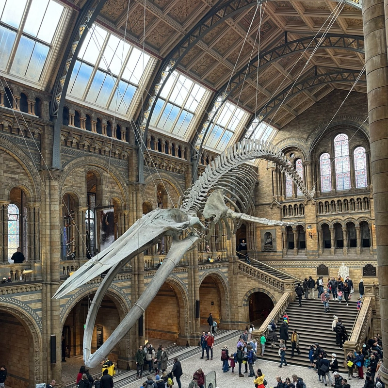 Hope the blue whale skeleton suspended in Hintze Hall at the Natural History Museum in London.