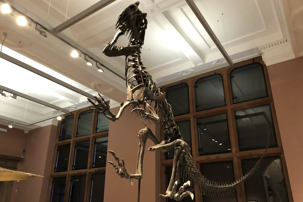 Mounted dinosaur skeleton displayed in the Dinosaur Gallery at the Natural History Museum in London.