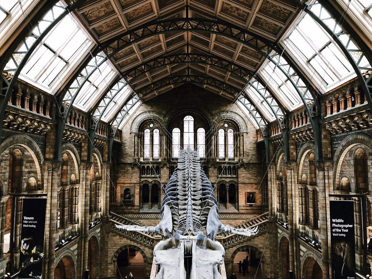 Blue Whale Skeleton