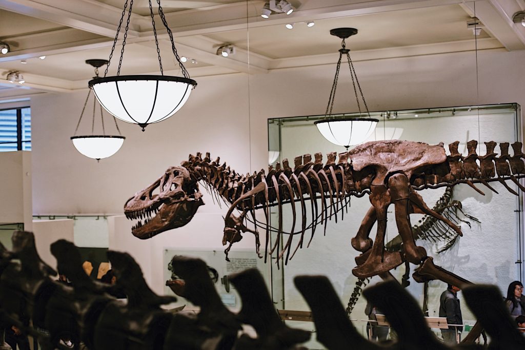 Tyrannosaurus rex skeleton on display in a museum, surrounded by people observing. The setting features large hanging lights and white walls, creating a classic exhibition atmosphere.