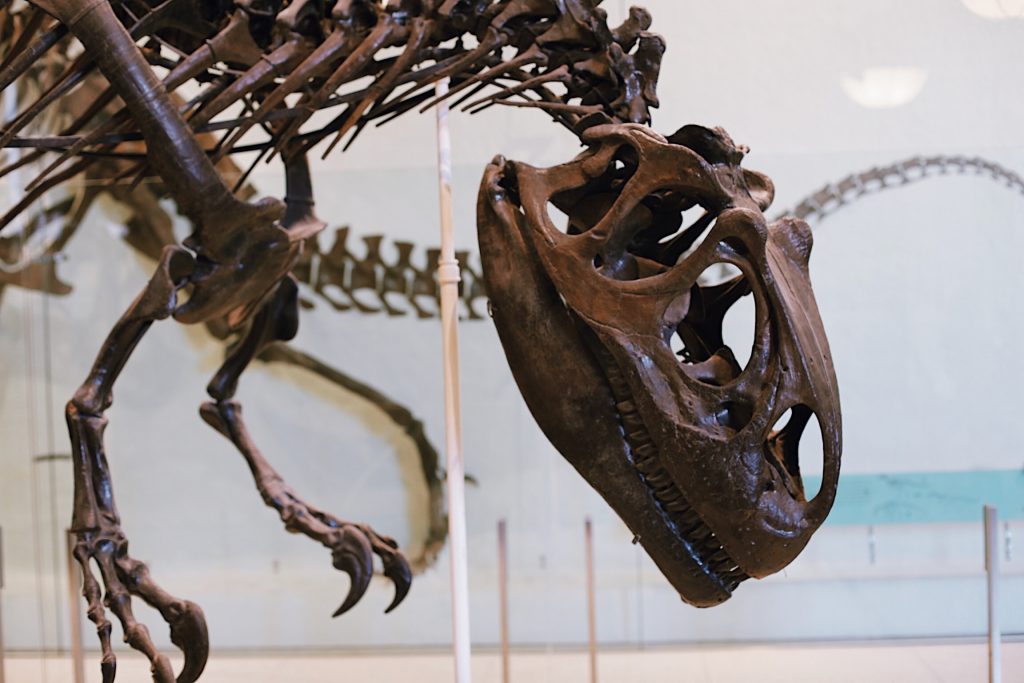 Close-up of a dinosaur skeleton, focusing on the skull and upper body. The bones are dark and prominently displayed in a museum setting, with a light background that highlights the intricate details of the fossilized structure.