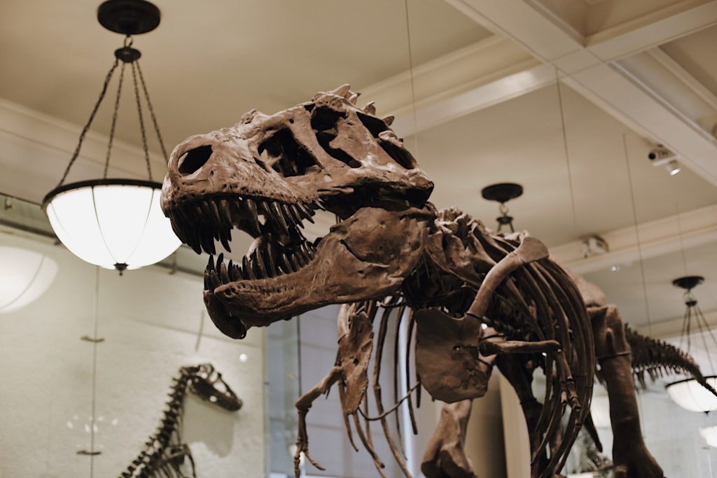 A large dinosaur skeleton, likely a Tyrannosaurus rex, is displayed in a museum. It has a massive skull with sharp teeth and is suspended from the ceiling. The background includes lamps and part of another dinosaur skeleton.