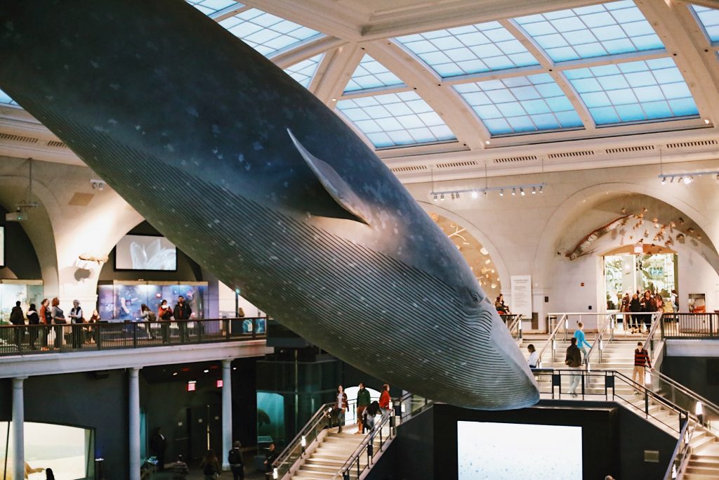 A large blue whale model hangs from the ceiling in a museum hall filled with visitors. The space has arched windows and displays. A staircase leads to a lower level, creating a sense of scale with the giant whale above.