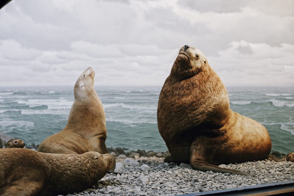 Three sea lions are resting on a rocky shoreline beside the ocean. The largest sea lion sits upright, while two others recline nearby. The sky is cloudy, adding a serene atmosphere to the scene.