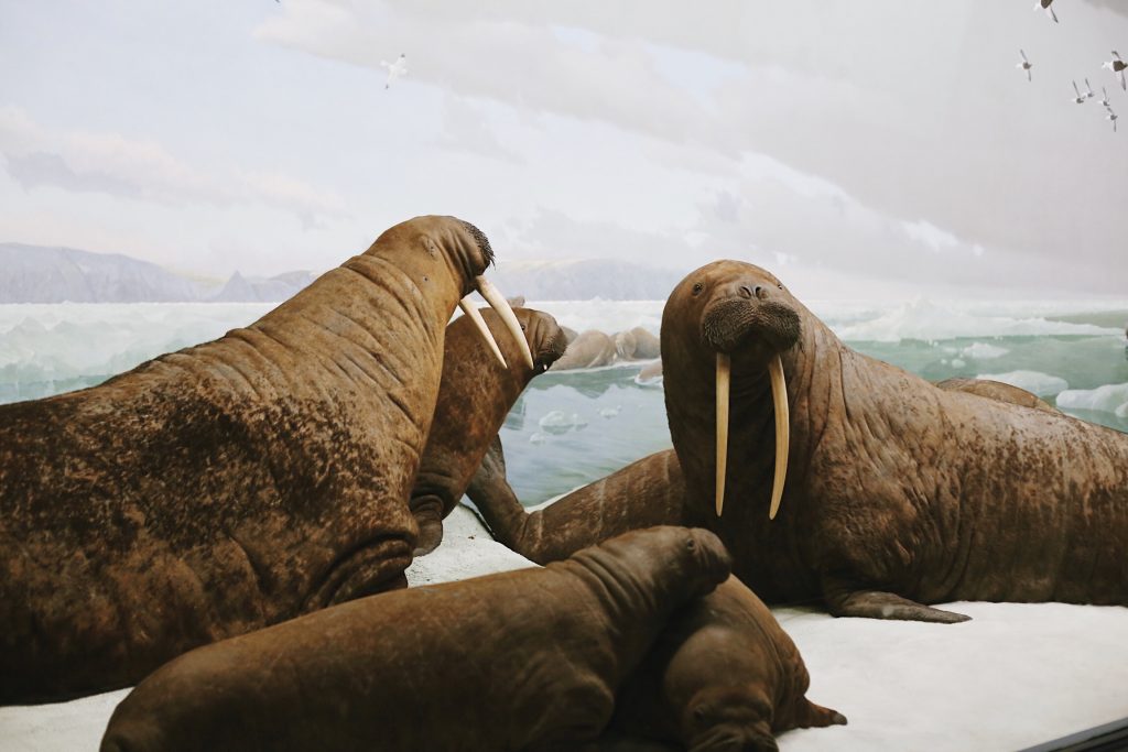 A group of walruses resting on ice by the sea. Two large walruses with long tusks are prominent, surrounded by smaller ones. The sky is cloudy, and seagulls fly overhead.