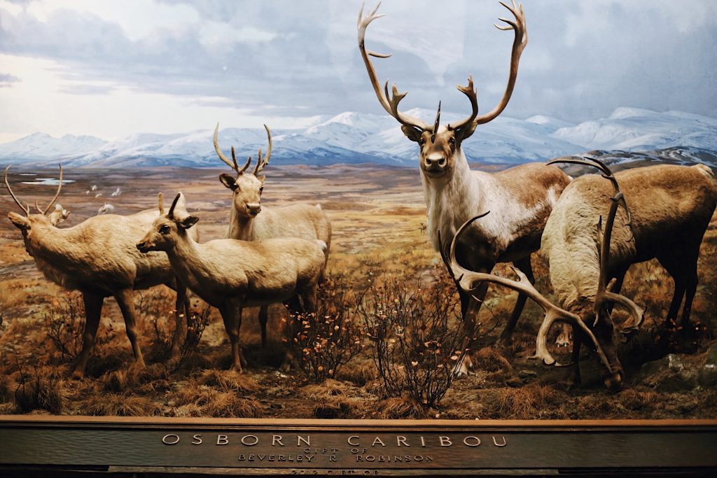 A group of caribou is displayed in a diorama with a mountainous background. Some are grazing, and one looks directly at the viewer. The scene includes shrubs and a sign reading Osborn Caribou at the bottom.