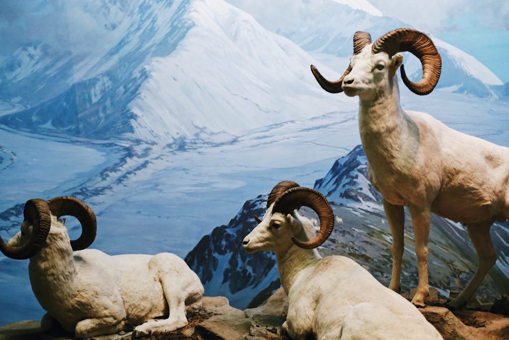 Three mountain goats with curved horns rest on rocky terrain against a backdrop of snow-covered peaks and a clear blue sky.