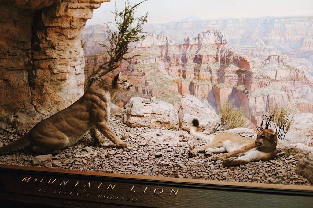 A museum diorama displays two mountain lions amidst rocky terrain. One lion sits alert, while the other rests on the ground. The backdrop features a painted canyon landscape, creating a realistic desert scene. A sign reads Mountain Lion.