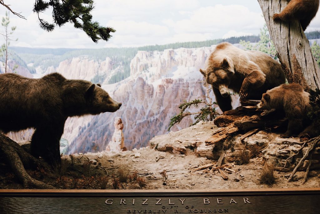 A museum diorama features a grizzly bear family in a naturalistic setting. An adult bear and two cubs are seen near a fallen log, with a backdrop of rugged cliffs and forested hills, capturing a scene of wilderness and wildlife.