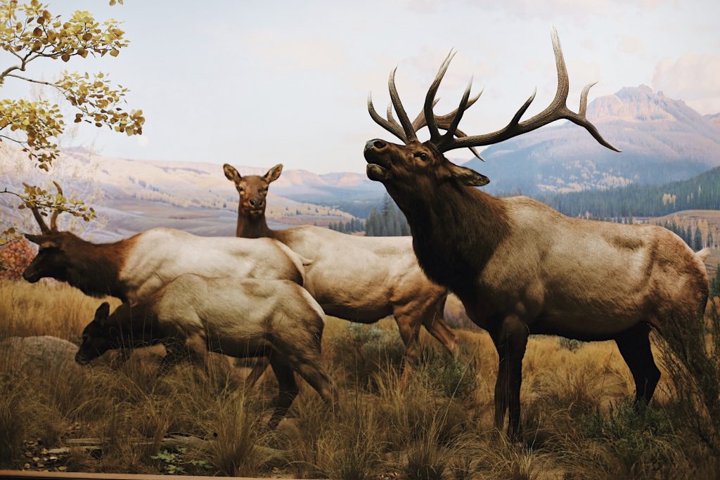 A group of four elk standing on a grassy landscape. One elk, with large antlers, is prominent in front, appearing to call out. The background shows a scenic view of mountains and trees under a clear sky.