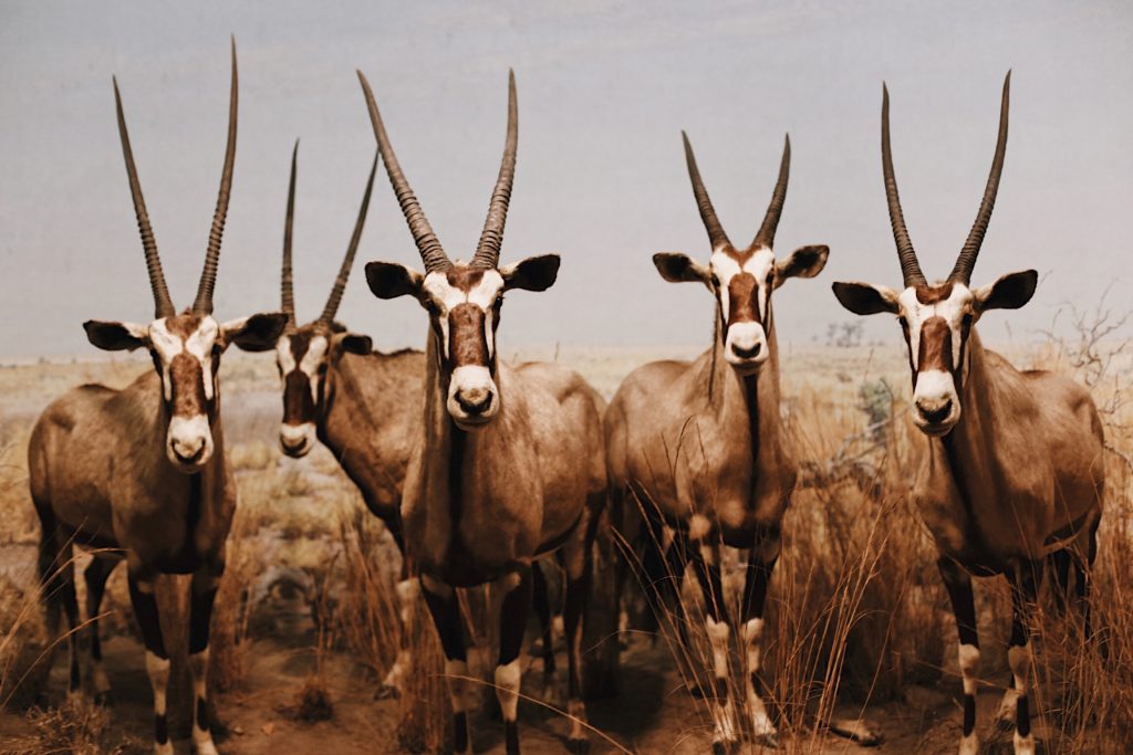 A group of five gemsbok (oryx) with long, straight horns stand closely together in a grassy savanna. The sky is clear, and the backdrop shows an open, arid landscape.