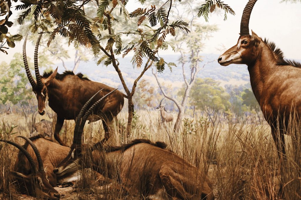 A group of antelopes with long, curved horns rest and graze in a grassy savanna landscape. Trees with sparse foliage are scattered throughout, and a distant horizon is visible under a cloudy sky.
