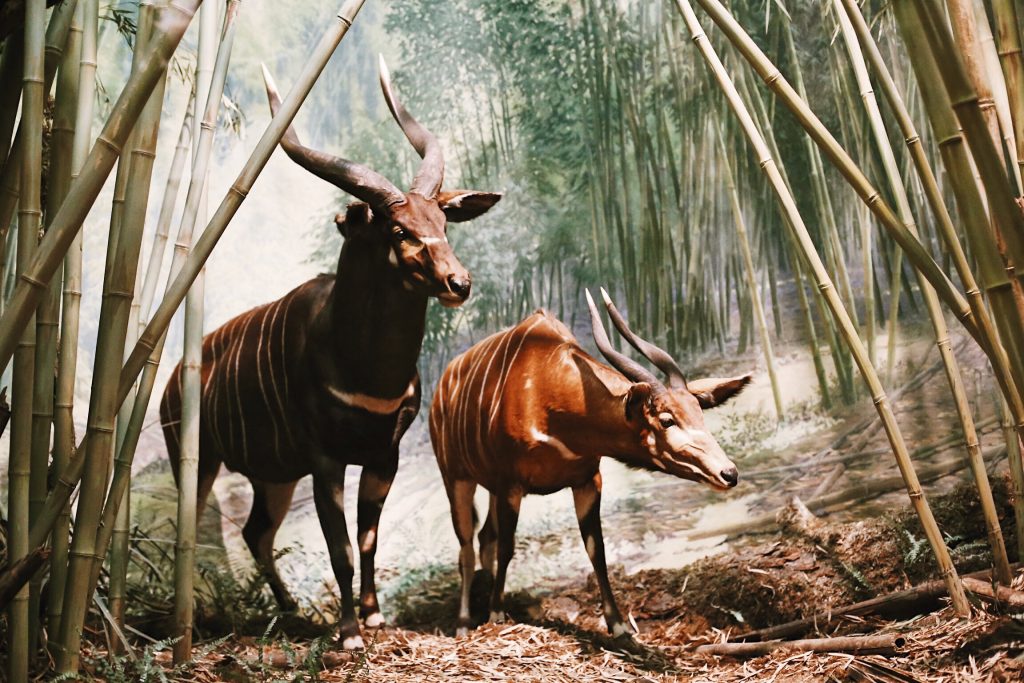 Two antelopes with spiral horns stand amidst tall bamboo stalks in a dense forest. The larger antelope is dark brown with white markings, while the smaller one is slightly lighter in color. Sunlight filters through the foliage, illuminating the scene.