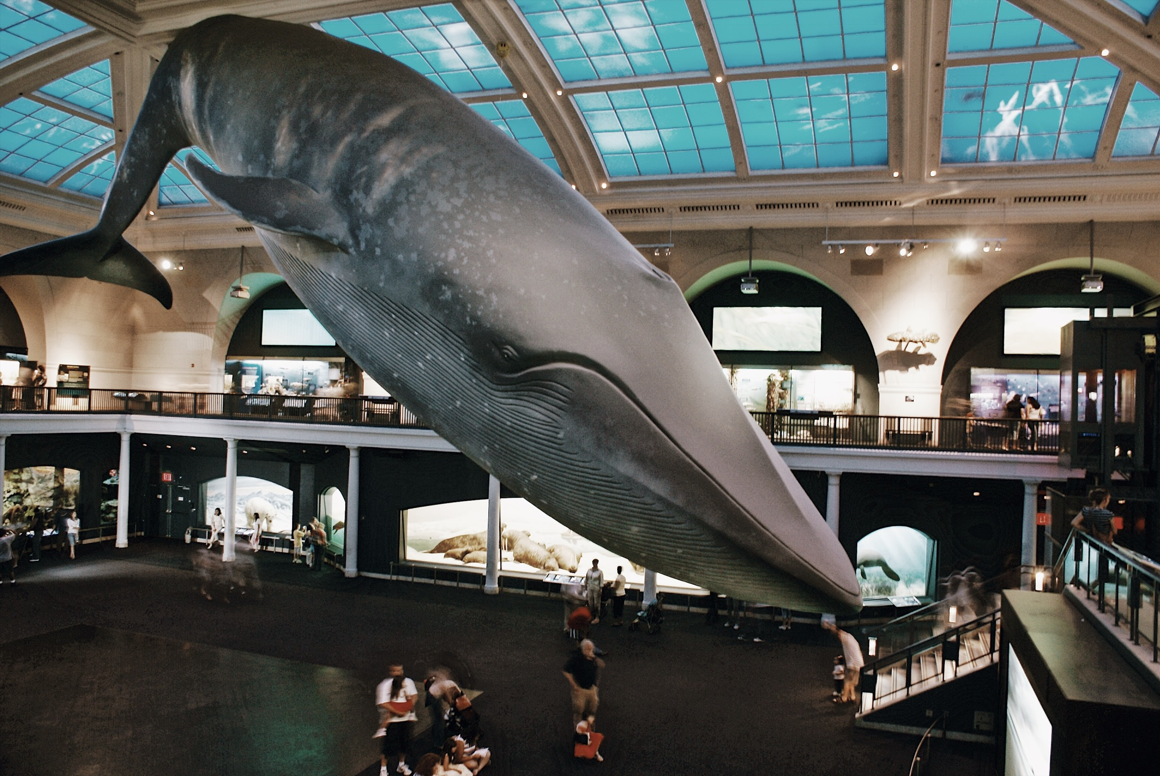 the-american-museum-of-natural-history-nyc-skip-the-line-guided-tour