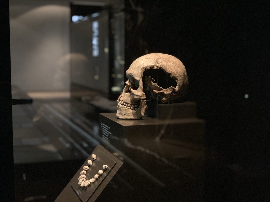A dimly lit exhibit displays an ancient skull mounted on a stand. Below it, a case holds a set of archaeological artifacts, including beads or small bones. The background is dark, enhancing the focus on the skull.