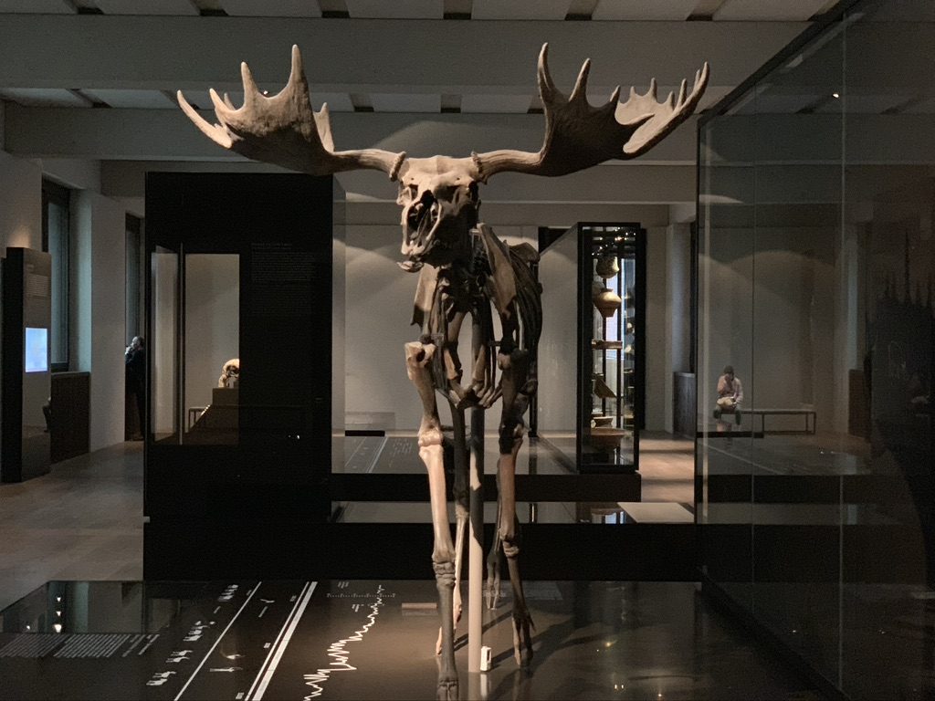 A large moose skeleton displayed in a museum exhibit, standing in a dimly lit room with glass cases and informational displays surrounding it.